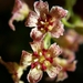 Ribes acerifolium - Photo (c) David Greenberger, algunos derechos reservados (CC BY-NC-ND), subido por David Greenberger