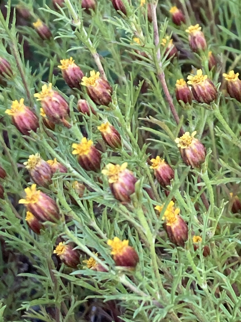 Fetid marigold