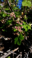 Ribes acerifolium
