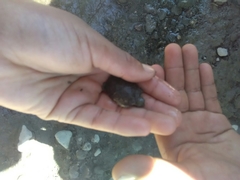 Kinosterninae