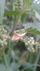 Harpella forficella