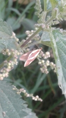 Harpella forficella