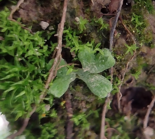 Glaucous Crystalwort (Riccia glauca)