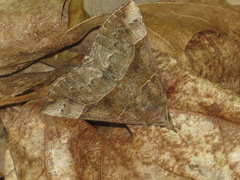 Hypena deceptalis