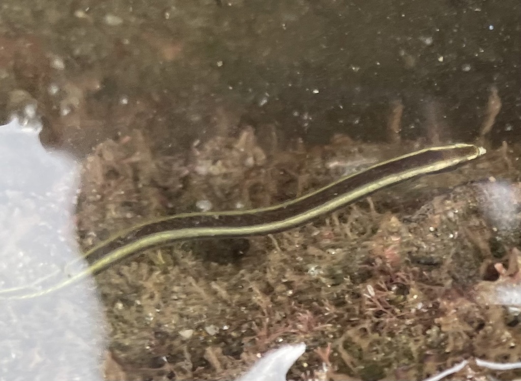 Flagtail wormfish (Clarkichthys bilineatus) — Microdesmidae
