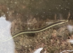 Flagtail Wormfish photo 1