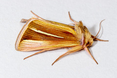 Plusia venusta