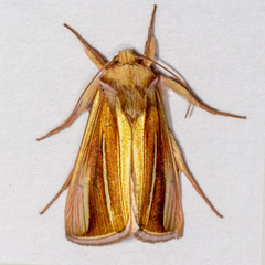 Plusia venusta
