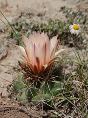 Coryphantha ottonis