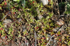 Scutellaria galericulata