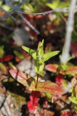 Scutellaria galericulata