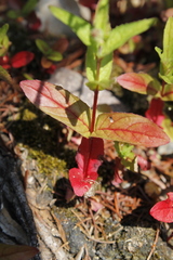 Scutellaria galericulata