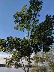 Populus
