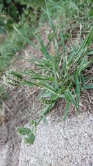 Eleusine tristachya