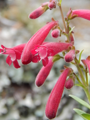 Penstemon coriaceus