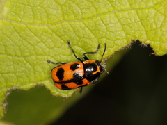 Cryptocephalus quinquepunctatus