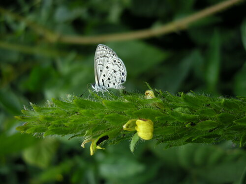 Black-bordered Babul Blue