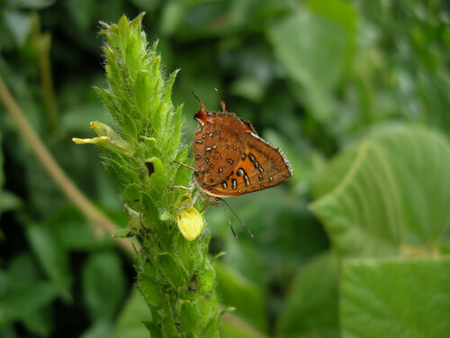 Common Scarlet