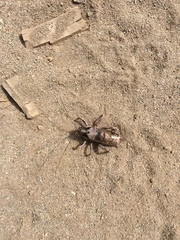 Cyphoderris