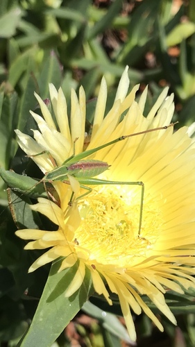 Mexican Bush Katydid photo 4