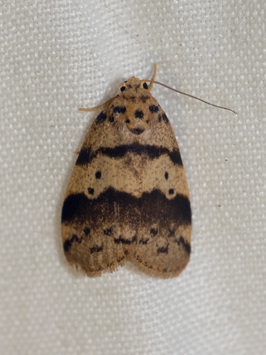 Eugoa sordida