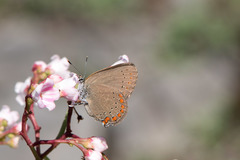 Satyrium titus