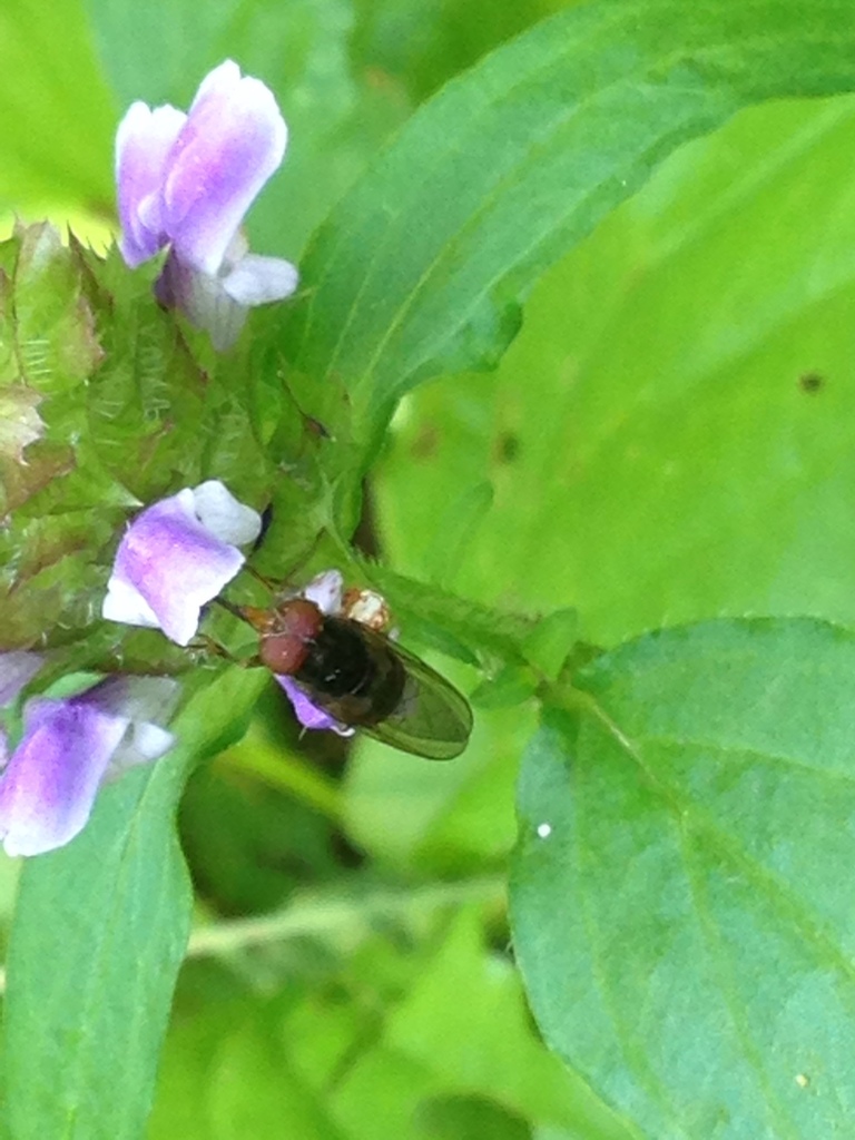 American Snout Fly