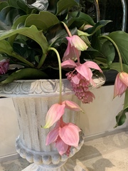 Medinilla magnifica