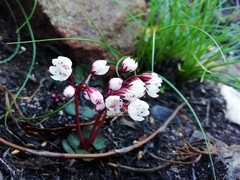 Crassula capensis capensis