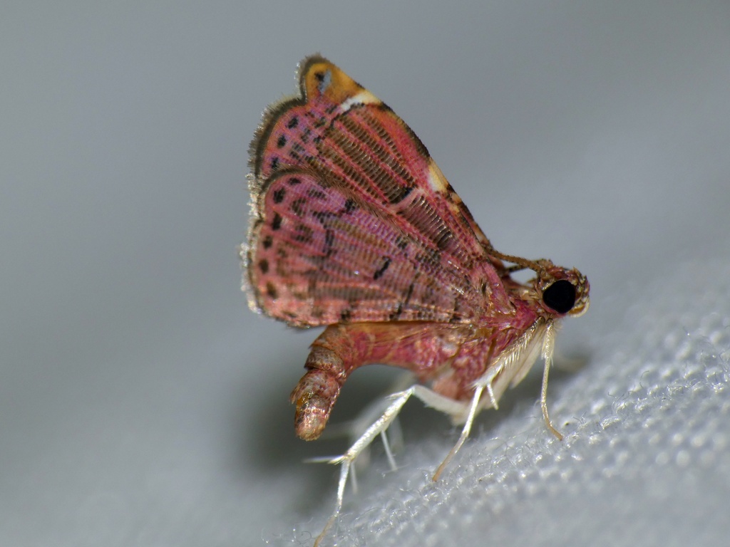 Baeoptila leptorrhoda