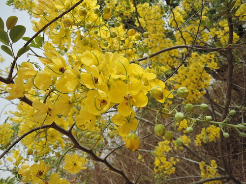 Golden Shower Tree