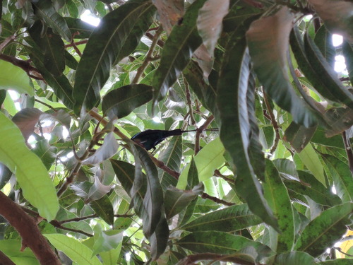 Beautiful Sunbird