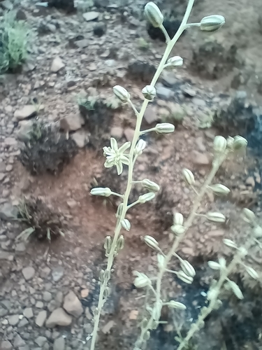 Drimia multisetosa