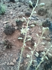 Drimia multisetosa