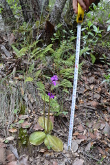 Pinguicula macrophylla