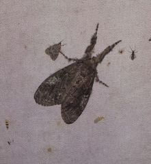 Dasychira vagans