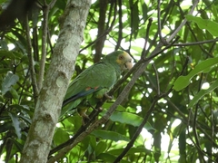 Amazona barbadensis