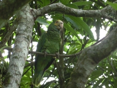 Amazona barbadensis