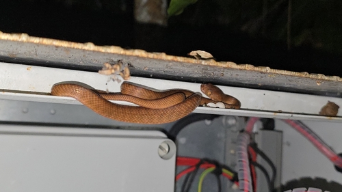 Brown Tree Snake sighting