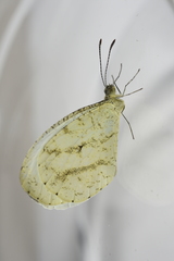 Leptosia