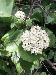 Viburnum ellipticum
