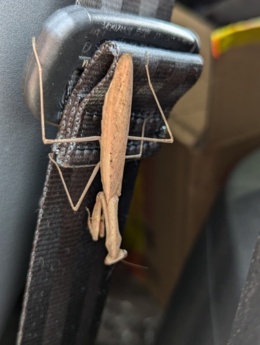 Asian Jumping Mantis