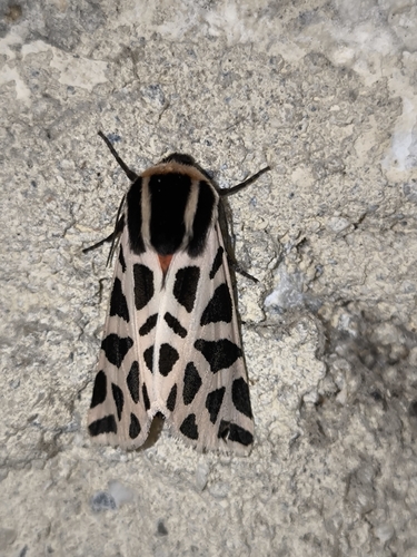 Cymbalophora pudica