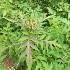 Erechtites valerianifolius