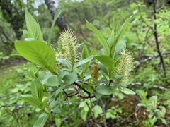 Salix phylicifolia