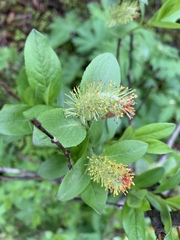 Salix phylicifolia