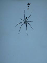 Trichonephila inaurata madagascariensis