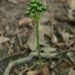Narrowleaf Wild Leek - Photo (c) Erin Faulkner, some rights reserved (CC BY-NC), uploaded by Erin Faulkner