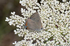 Satyrium acadica