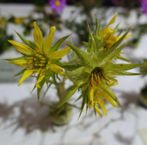 Spiky Karmedik (Heterorhachis aculeata)